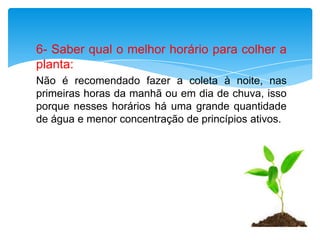 6- Saber qual o melhor horário para colher a
planta:
Não é recomendado fazer a coleta à noite, nas
primeiras horas da manhã ou em dia de chuva, isso
porque nesses horários há uma grande quantidade
de água e menor concentração de princípios ativos.
 