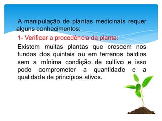 A manipulação de plantas medicinais requer
alguns conhecimentos:
1- Verificar a procedência da planta:
Existem muitas plantas que crescem nos
fundos dos quintais ou em terrenos baldios
sem a mínima condição de cultivo e isso
pode comprometer a quantidade e a
qualidade de princípios ativos.
 