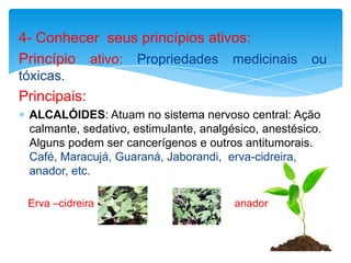 4- Conhecer seus princípios ativos:
Princípio ativo: Propriedades medicinais ou
tóxicas.
Principais:
 ALCALÓIDES: Atuam no sistema nervoso central: Ação
 calmante, sedativo, estimulante, analgésico, anestésico.
 Alguns podem ser cancerígenos e outros antitumorais.
 Café, Maracujá, Guaraná, Jaborandi, erva-cidreira,
 anador, etc.

 Erva –cidreira                         anador
 