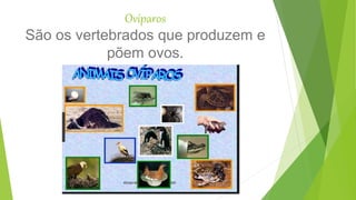 Ovíparos
São os vertebrados que produzem e
põem ovos.
 