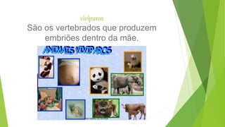 vivíparos
São os vertebrados que produzem
embriões dentro da mãe.
 