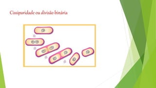 Cissiparidade ou divisão binária
 