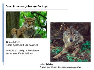 Espécies ameaçadas em Portugal
14
lince-ibérico
Nome científico: Lynx pardinus
Espécie em perigo – População
menor que 250 individuos.
Lobo ibérico
Nome científico: Cannis Lupus signatus
 