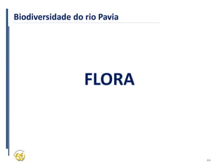 44
Biodiversidade do rio Pavia
FLORA
 