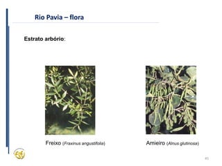 45
Rio Pavia – flora
Estrato arbório:
Freixo (Fraxinus angustifolia) Amieiro (Alnus glutinosa)
 