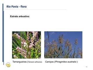 46
Rio Pavia - flora
Estrato arbustivo:
Tamargueiras (Tamarix africana) Caniços (Phragmites australis )
 