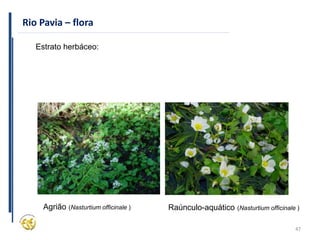 47
Rio Pavia – flora
Estrato herbáceo:
Agrião (Nasturtium officinale ) Raúnculo-aquático (Nasturtium officinale )
 