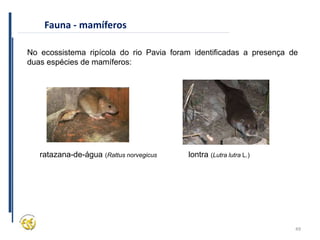 49
Fauna - mamíferos
No ecossistema ripícola do rio Pavia foram identificadas a presença de
duas espécies de mamíferos:
lontra (Lutra lutra L.)
ratazana-de-água (Rattus norvegicus
 