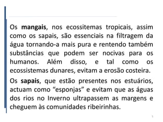 Os mangais, nos ecossitemas tropicais, assim
como os sapais, são essenciais na filtragem da
água tornando-a mais pura e rentendo também
substâncias que podem ser nocivas para os
humanos. Além disso, e tal como os
ecossistemas dunares, evitam a erosão costeira.
Os sapais, que estão presentes nos estuários,
actuam como “esponjas” e evitam que as águas
dos rios no Inverno ultrapassem as margens e
cheguem às comunidades ribeirinhas.
5
 