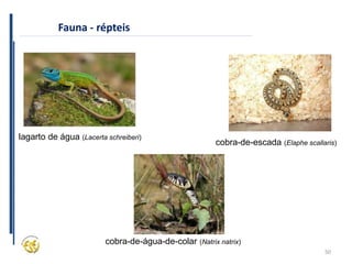 50
Fauna - répteis
lagarto de água (Lacerta schreiberi)
cobra-de-escada (Elaphe scallaris)
cobra-de-água-de-colar (Natrix natrix)
 