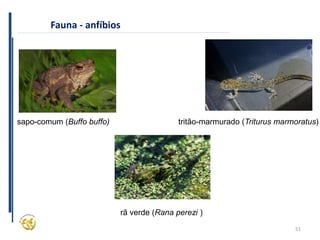 51
Fauna - anfíbios
sapo-comum (Buffo buffo)
rã verde (Rana perezi )
tritão-marmurado (Triturus marmoratus)
 