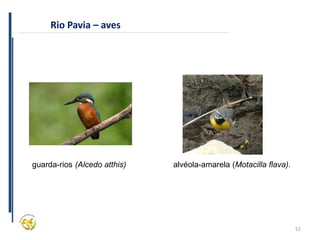 52
Rio Pavia – aves
(Alcedo atthis)
guarda-rios alvéola-amarela (Motacilla flava).
 