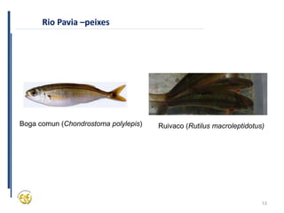 53
Rio Pavia –peixes
Boga comun (Chondrostoma polylepis) Ruivaco (Rutilus macroleptidotus)
 