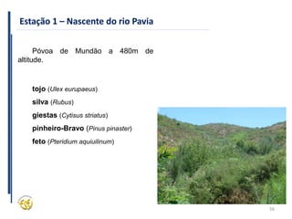 56
Estação 1 – Nascente do rio Pavia
Póvoa de Mundão a 480m de
altitude.
tojo (Ulex eurupaeus)
silva (Rubus)
giestas (Cytisus striatus)
pinheiro-Bravo (Pinus pinaster)
feto (Pteridium aquiuilinum)
 