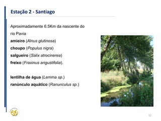 57
Estação 2 - Santiago
Aproximadamente 6.5Km da nascente do
rio Pavia
amieiro (Alnus glutinosa)
choupo (Populus nigra)
salgueiro (Salix atrocinerea)
freixo (Fraxinus angustifolia).
lentilha de água (Lemma sp.)
ranúnculo aquático (Ranunculus sp.)
 