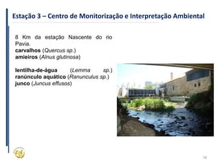 58
Estação 3 – Centro de Monitorização e Interpretação Ambiental
8 Km da estação Nascente do rio
Pavia.
carvalhos (Quercus sp.)
amieiros (Alnus glutinosa)
lentilha-de-água (Lemma sp.)
ranúnculo aquático (Ranunculus sp.)
junco (Juncus effusos)
 