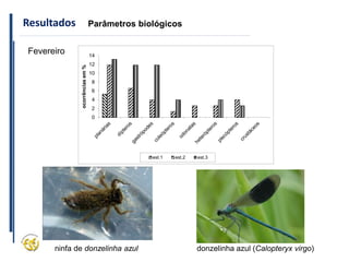 donzelinha azul (Calopteryx virgo)
Resultados Parâmetros biológicos
Fevereiro
0
2
4
6
8
10
12
14
ocorrências
em
%
est.1 est.2 est.3
ninfa de donzelinha azul
 