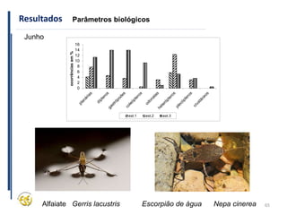 65
Resultados Parâmetros biológicos
Junho
0
2
4
6
8
10
12
14
16
ocorrências
em
%
est.1 est.2 est.3
Alfaiate Gerris lacustris Escorpião de água Nepa cinerea
 