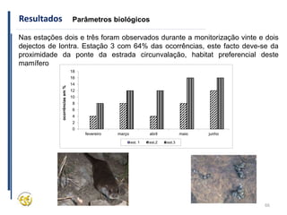66
Resultados Parâmetros biológicos
Nas estações dois e três foram observados durante a monitorização vinte e dois
dejectos de lontra. Estação 3 com 64% das ocorrências, este facto deve-se da
proximidade da ponte da estrada circunvalação, habitat preferencial deste
mamífero
0
2
4
6
8
10
12
14
16
18
fevereiro março abril maio junho
ocorrências
em
%
est. 1 est.2 est.3
 
