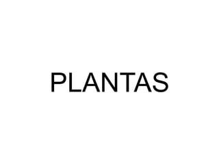 PLANTAS
 