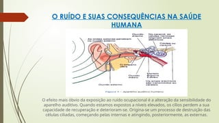 O RUÍDO E SUAS CONSEQUÊNCIAS NA SAÚDE
HUMANA
O efeito mais óbvio da exposição ao ruído ocupacional é a alteração da sensibilidade do
aparelho auditivo. Quando estamos expostos a níveis elevados, os cílios perdem a sua
capacidade de recuperação e deterioram-se. Origina-se um processo de destruição das
células ciliadas, começando pelas internas e atingindo, posteriormente, as externas.
 