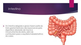 Intestino
 Os intestino delgado e grosso fazem parte do
trato gastrointestinal e são responsáveis pela
digestão e absorção de macro e
micronutrientes da dieta, além de
contribuírem para o equilíbrio hidroeletrolítico
do corpo.
 