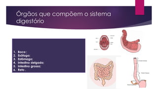 Órgãos que compõem o sistema
digestório
1. Boca ;
2. Esôfago;
3. Estômago;
4. Intestino delgado;
5. Intestino grosso;
6. Reto .
 
