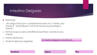 Intestino Delgado
 Definição
1. Um longo tubo com o comprimento entre 4 a 7 metros. Seu
interior é revestido por uma fina mucosa que protege o
mesmo.
2. Estima-se que a cerca de 80% de bactérias vivendo no seu
interior.
3. Produz serotonina.
4. Onde finaliza-se a digestão.
O intestino delgado é dividido em:
Duodeno Jejuno Íleo
 