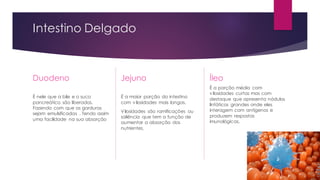 Intestino Delgado
Duodeno
É nele que a bile e o suco
pancreático são liberados.
Fazendo com que as gorduras
sejam emulsificadas . Tendo assim
uma facilidade na sua absorção
Jejuno
É a maior porção do intestino
com vilosidades mais longas.
Vilosidades são ramificações ou
saliência que tem a função de
aumentar a absorção dos
nutrientes.
Íleo
É a porção média com
vilosidades curtas mas com
destaque que apresenta nódulos
linfáticos grandes onde eles
interagem com antígenos e
produzem respostas
imunológicas.
 