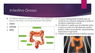 Intestino Grosso
 O intestino grosso é a parte final do tubo digestivo,
possui cerca de 1,5 m e divide-se em três partes:
1. CECO
2. CÓLON
3. RETO
1. O ceco corresponde à parte que se
conecta ao intestino delgado e onde se
localiza o apêndice cecal.
2. O cólon é a parte que se estende entre
o seco e o reto e é divididoem quatro
partes: Cólon ascendente, descendente,
transverso e sigmoide .
3. O Reto é a parte final do Intestino grosso.
 