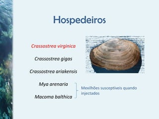 Doenças mais comuns em Moluscos | PPTX
