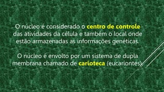 O núcleo é considerado o centro de controle
das atividades da célula e também o local onde
estão armazenadas as informações genéticas.
O núcleo é envolto por um sistema de dupla
membrana chamado de carioteca (eucariontes).
 