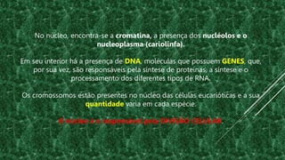No núcleo, encontra-se a cromatina, a presença dos nucléolos e o
nucleoplasma (cariolinfa).
Em seu interior há a presença de DNA, moléculas que possuem GENES, que,
por sua vez, são responsáveis pela síntese de proteínas, a síntese e o
processamento dos diferentes tipos de RNA.
Os cromossomos estão presentes no núcleo das células eucarióticas e a sua
quantidade varia em cada espécie.
O núcleo é o responsável pela DIVISÃO CELULAR.
 