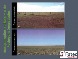PastagemdegradadaPastagemrecuperada
 