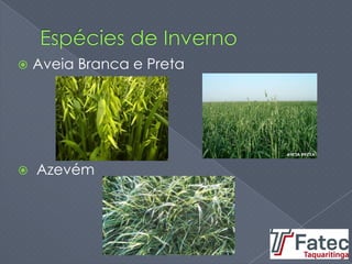  Aveia Branca e Preta
 Azevém
 