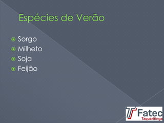  Sorgo
 Milheto
 Soja
 Feijão
 