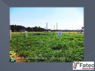 Exemplo de Sistema Silvipastoril, Agrishow 2013.
 