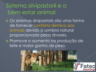  Os sistemas silvipastoris são uma forma
de fornecer conforto térmico aos
animais devido à sombra natural
proporcionada pelas árvores.
 Promove o aumento na produção de
leite e maior ganho de peso.
 