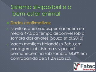  Dados confirmativos:
o Novilhas aneloradas,permanecem em
media 47% do tempo disponível sob a
sombra das arvores.(Souza et al.2010)
o Vacas mestiças Holandês x Zebu,em
pastagem sob sistema silvipastoril
permanecem na sob sombra 68,6% em
contrapartida de 31,2% sob sol.
 