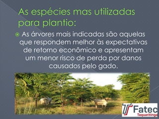  As árvores mais indicadas são aquelas
que respondem melhor às expectativas
de retorno econômico e apresentam
um menor risco de perda por danos
causados pelo gado.
 