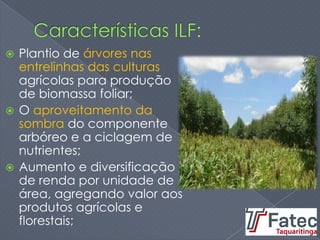  Plantio de árvores nas
entrelinhas das culturas
agrícolas para produção
de biomassa foliar;
 O aproveitamento da
sombra do componente
arbóreo e a ciclagem de
nutrientes;
 Aumento e diversificação
de renda por unidade de
área, agregando valor aos
produtos agrícolas e
florestais;
 