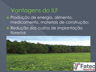  Produção de energia, alimento,
medicamento, materiais de construção;
 Redução dos custos de implantação
florestal;
 