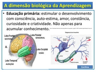 A dimensão biológica da Aprendizagem
• Educação primária: estimular o desenvolvimento
com consciência, auto-estima, amor, constância,
curiosidade e criatividade. Não apenas para
acumular conhecimento.
Cecilma
 
