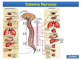 Sistema Nervoso
Cecilma
 