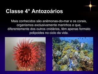 Classe 4° Antozoários
Mais conhecidos são anêmonas-do-mar e os corais,
organismos exclusivamente marinhos e que,
diferente...