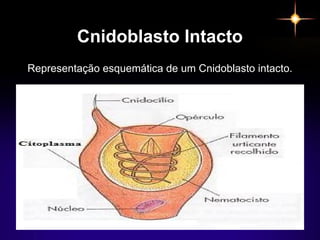 Cnidoblasto Intacto
Representação esquemática de um Cnidoblasto intacto.
 