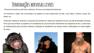 Terminaçõesnervosaslivres
-Estruturas sensíveis a estímulos mecânicos, térmicos e principalmente dolorosos.
-As estruturas a seguir são encontradas nas regiões do corpo desprovidas de pêlo, como lábios, mamilos, pontas dos
dedos, etc.
-Estímulos mecânicos, térmicos ou químicos são sentidos em razão dos receptores da dor, que são terminações nervosas
livres que se encontram na epiderme. Os anestésicos de uso local atuam diretamente nos receptores de dor, e outros tipos
de medicamentos para dor atuam inibindo a produção de substâncias que causam dores e inflamações em várias regiões
do corpo.
 