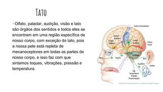 Tato
-Olfato, paladar, audição, visão e tato
são órgãos dos sentidos e todos eles se
encontram em uma região específica de
nosso corpo, com exceção do tato, pois
a nossa pele está repleta de
mecanoceptores em todas as partes de
nosso corpo, e isso faz com que
sintamos toques, vibrações, pressão e
temperatura.
 