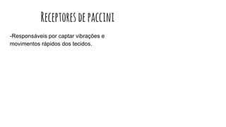 Receptoresdepaccini
-Responsáveis por captar vibrações e
movimentos rápidos dos tecidos.
 