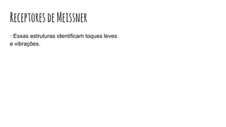 ReceptoresdeMeissner
-Essas estruturas identificam toques leves
e vibrações.
 